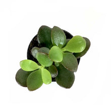 Load image into Gallery viewer, Succulent, 2in, Crassula Baby Jade - Floral Acres Greenhouse & Garden Centre