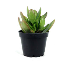 Load image into Gallery viewer, Succulent, 2in, Crassula Swaziensis Money Maker - Floral Acres Greenhouse & Garden Centre