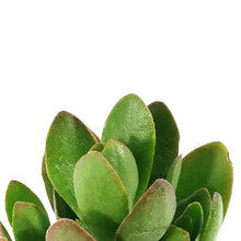 Load image into Gallery viewer, Succulent, 2in, Crassula Swaziensis Money Maker - Floral Acres Greenhouse & Garden Centre