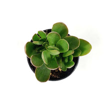 Load image into Gallery viewer, Succulent, 2in, Crassula Swaziensis Money Maker - Floral Acres Greenhouse & Garden Centre