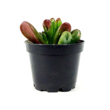 Load image into Gallery viewer, Succulent, 2in, Crassula Gandalf - Floral Acres Greenhouse & Garden Centre