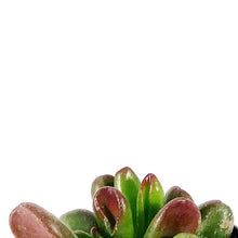 Load image into Gallery viewer, Succulent, 2in, Crassula Gandalf - Floral Acres Greenhouse & Garden Centre