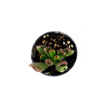 Load image into Gallery viewer, Succulent, 2in, Crassula Gandalf - Floral Acres Greenhouse & Garden Centre