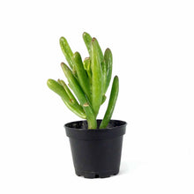 Load image into Gallery viewer, Succulent, 2in, Crassula Hobbit - Floral Acres Greenhouse & Garden Centre