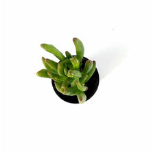 Load image into Gallery viewer, Succulent, 2in, Crassula Hobbit - Floral Acres Greenhouse & Garden Centre