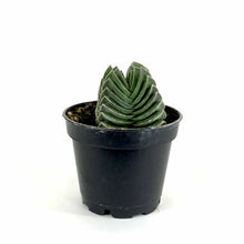Load image into Gallery viewer, Succulent, 2in, Crassula Pangolin - Floral Acres Greenhouse & Garden Centre