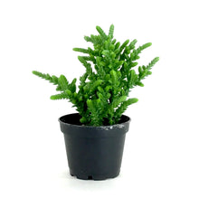 Load image into Gallery viewer, Succulent, 2in, Crassula Princess Pine - Floral Acres Greenhouse & Garden Centre