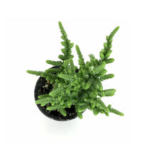 Load image into Gallery viewer, Succulent, 2in, Crassula Princess Pine - Floral Acres Greenhouse & Garden Centre