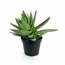 Load image into Gallery viewer, Succulent, 2in, Crassula Shark's Tooth - Floral Acres Greenhouse & Garden Centre