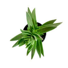 Load image into Gallery viewer, Succulent, 2in, Crassula Shark's Tooth - Floral Acres Greenhouse & Garden Centre