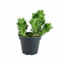 Load image into Gallery viewer, Succulent, 2in, Crassula Spiralis - Floral Acres Greenhouse & Garden Centre