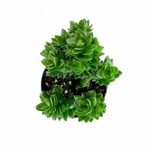 Load image into Gallery viewer, Succulent, 2in, Crassula Spiralis - Floral Acres Greenhouse & Garden Centre