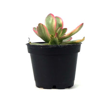 Load image into Gallery viewer, Succulent, 2in, Crassula Money Maker Variegated - Floral Acres Greenhouse & Garden Centre