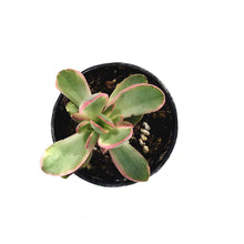 Load image into Gallery viewer, Succulent, 2in, Crassula Money Maker Variegated - Floral Acres Greenhouse & Garden Centre