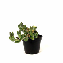 Load image into Gallery viewer, Succulent, 2in, Delosperma Pickle Plant - Floral Acres Greenhouse & Garden Centre