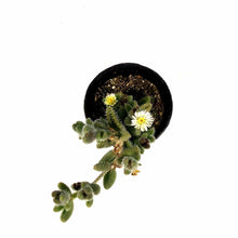 Load image into Gallery viewer, Succulent, 2in, Delosperma Pickle Plant - Floral Acres Greenhouse & Garden Centre
