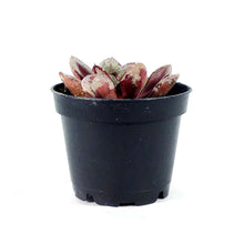 Load image into Gallery viewer, Succulent, 2in, Echeveria Maruba Benitsukasa - Floral Acres Greenhouse & Garden Centre