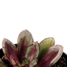 Load image into Gallery viewer, Succulent, 2in, Echeveria Maruba Benitsukasa - Floral Acres Greenhouse & Garden Centre