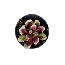Load image into Gallery viewer, Succulent, 2in, Echeveria Maruba Benitsukasa - Floral Acres Greenhouse & Garden Centre