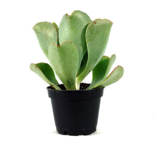Load image into Gallery viewer, Succulent, 2in, Echeveria Coral Reef Aqua - Floral Acres Greenhouse & Garden Centre