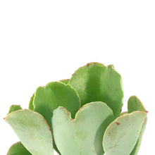 Load image into Gallery viewer, Succulent, 2in, Echeveria Coral Reef Aqua - Floral Acres Greenhouse & Garden Centre