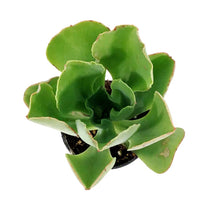 Load image into Gallery viewer, Succulent, 2in, Echeveria Coral Reef Aqua - Floral Acres Greenhouse & Garden Centre
