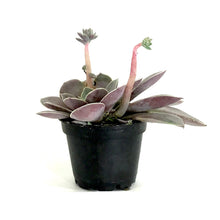 Load image into Gallery viewer, Succulent, 2in, Echeveria Diffractens - Floral Acres Greenhouse & Garden Centre