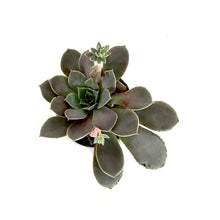 Load image into Gallery viewer, Succulent, 2in, Echeveria Diffractens - Floral Acres Greenhouse & Garden Centre