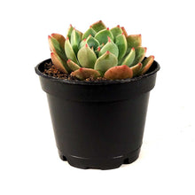 Load image into Gallery viewer, Succulent, 2in, Echeveria Early Sunrise