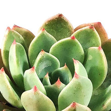 Load image into Gallery viewer, Succulent, 2in, Echeveria Early Sunrise