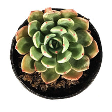 Load image into Gallery viewer, Succulent, 2in, Echeveria Early Sunrise