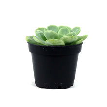 Load image into Gallery viewer, Succulent, 2in, Echeveria Mexican Snowball - Floral Acres Greenhouse & Garden Centre