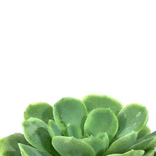 Load image into Gallery viewer, Succulent, 2in, Echeveria Mexican Snowball - Floral Acres Greenhouse & Garden Centre