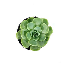 Load image into Gallery viewer, Succulent, 2in, Echeveria Mexican Snowball - Floral Acres Greenhouse & Garden Centre