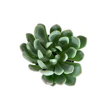 Load image into Gallery viewer, Succulent, 2in, Echeveria Grey Red - Floral Acres Greenhouse & Garden Centre
