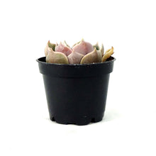 Load image into Gallery viewer, Succulent, 2in, Echeveria Lotus - Floral Acres Greenhouse & Garden Centre