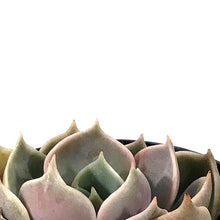 Load image into Gallery viewer, Succulent, 2in, Echeveria Lotus - Floral Acres Greenhouse & Garden Centre