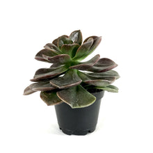 Load image into Gallery viewer, Succulent, 2in, Echeveria Melaco - Floral Acres Greenhouse & Garden Centre