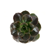 Load image into Gallery viewer, Succulent, 2in, Echeveria Melaco - Floral Acres Greenhouse & Garden Centre