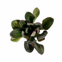 Load image into Gallery viewer, Succulent, 2in, Painted Echeveria - Floral Acres Greenhouse & Garden Centre