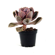 Load image into Gallery viewer, Succulent, 2in, Echeveria Red Sky - Floral Acres Greenhouse & Garden Centre