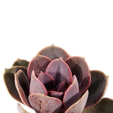 Load image into Gallery viewer, Succulent, 2in, Echeveria Red Sky - Floral Acres Greenhouse & Garden Centre