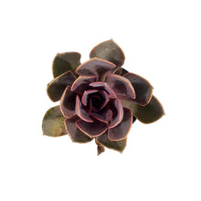 Load image into Gallery viewer, Succulent, 2in, Echeveria Red Sky - Floral Acres Greenhouse & Garden Centre
