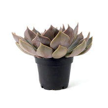 Load image into Gallery viewer, Succulent, 2in, Echeveria Rejoice - Floral Acres Greenhouse & Garden Centre