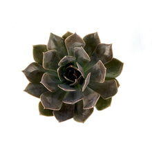 Load image into Gallery viewer, Succulent, 2in, Echeveria Rejoice - Floral Acres Greenhouse & Garden Centre