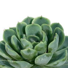 Load image into Gallery viewer, Succulent, 2in, Echeveria Vertis