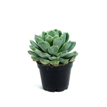 Load image into Gallery viewer, Succulent, 2in, Echeveria Vertis