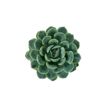 Load image into Gallery viewer, Succulent, 2in, Echeveria Vertis