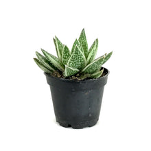 Load image into Gallery viewer, Succulent, 2in, Gasteria Green Ice - Floral Acres Greenhouse & Garden Centre