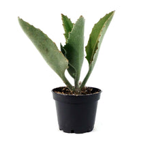 Load image into Gallery viewer, Succulent, 2in, Kalanchoe Beharensis Variegated - Floral Acres Greenhouse & Garden Centre